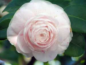 Camellia