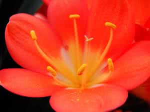 Clivia