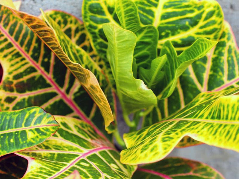 Codiaeum variegatum / broket croton (broket codiaeum)