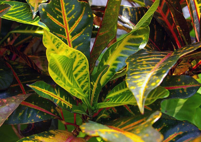 Codiaeum variegatum / broket croton (broket codiaeum)