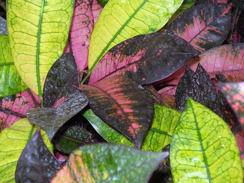 Codiaeum variegatum / broket croton (broket codiaeum)