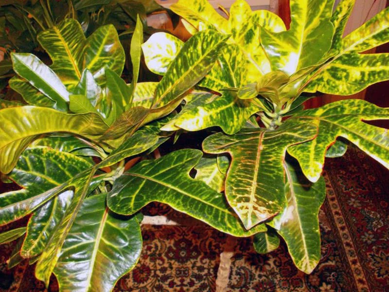 Codiaeum variegatum / broket croton (broket codiaeum)