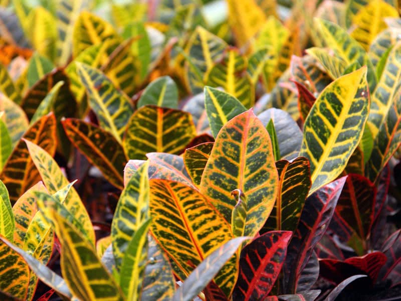 Codiaeum variegatum / broket croton (broket codiaeum)