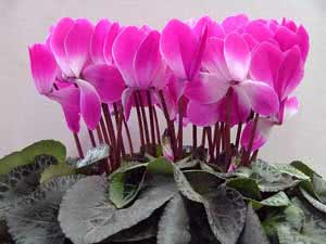 Cyclamen