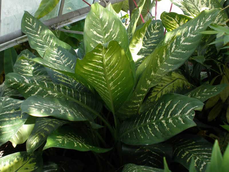 Dieffenbachia amoena / Dieffenbachia preslatka