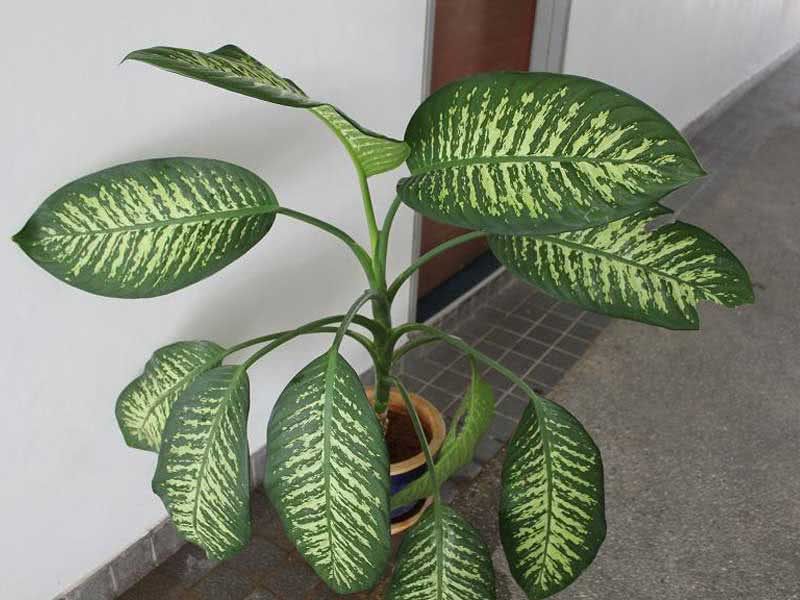 Dieffenbachia amoena / Dieffenbachia søt