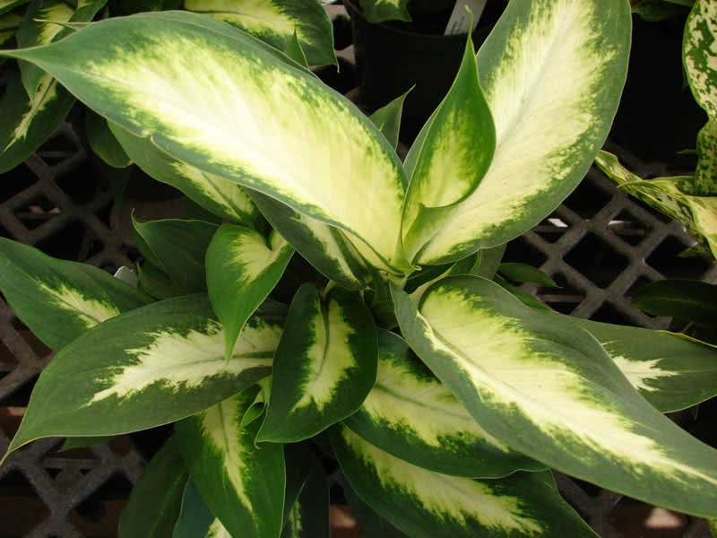 Dieffenbachia maculata (picta) / Dieffenbachia oppdaget