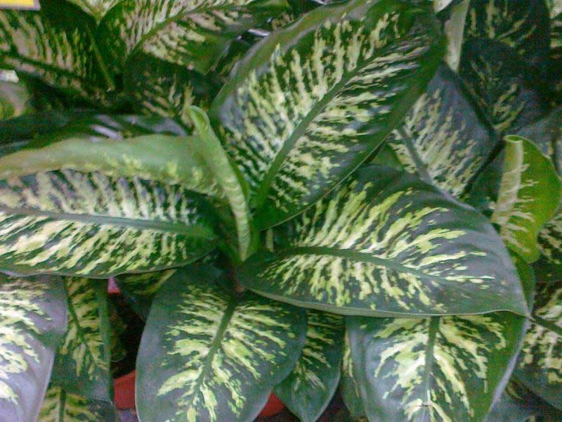 Dieffenbachia maculata (picta) / Dieffenbachia pjegava