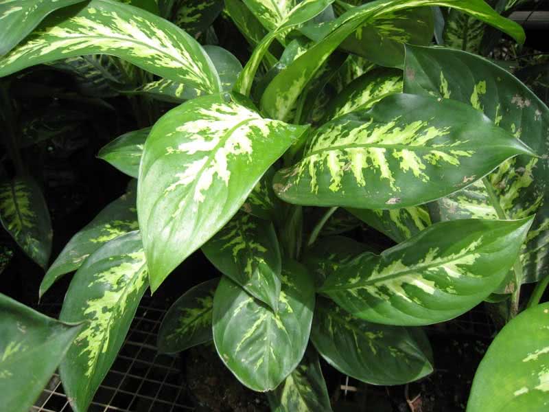 Dieffenbachia maculata (picta) / Dieffenbachia oppdaget