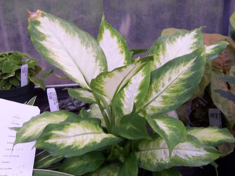 Dieffenbachia picta (maculata) / Dieffenbachia oppdaget