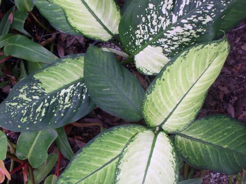 Dieffenbachia picta (maculata) / Dieffenbachia oppdaget