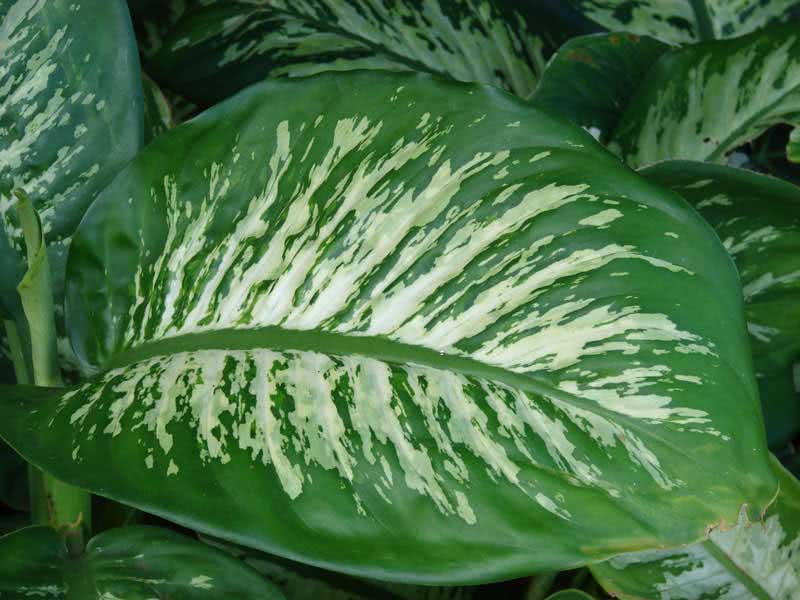 Dieffenbachia seguine