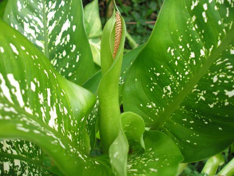 Dieffenbachia seguine