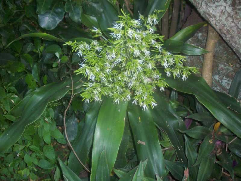 Dracaena aletriformis (rumphii eller hookeriana) / storblomstret dracaena (Rumph eller Hooker)