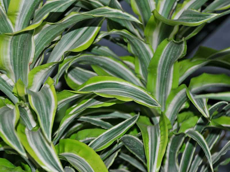 Dracaena deremensis (mirisi) / Dracaena deremskaya (deremenskaya ili mirisni)