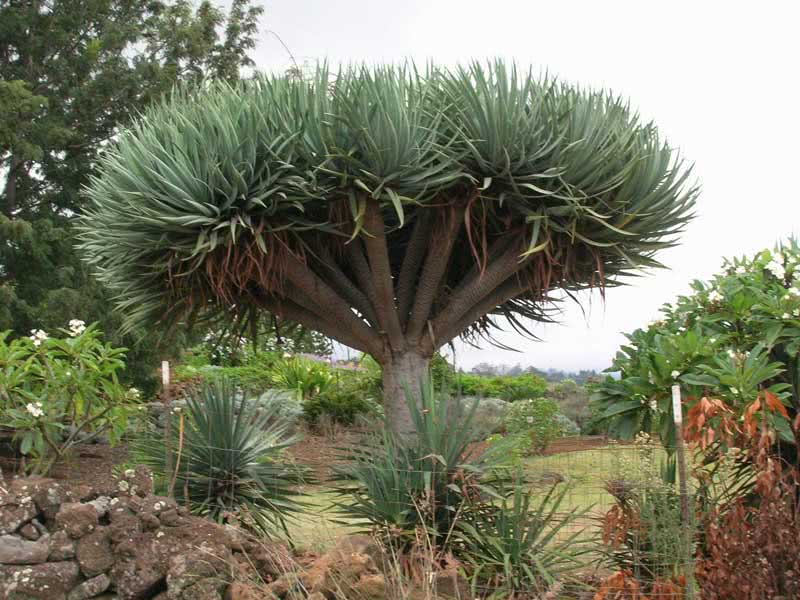 Dracaena draco / dracaena canary (dragetre)