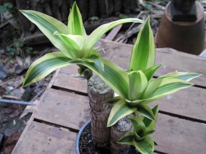 Dracaena fragrans / duftende dracaena (deremenskaya eller deremskaya)