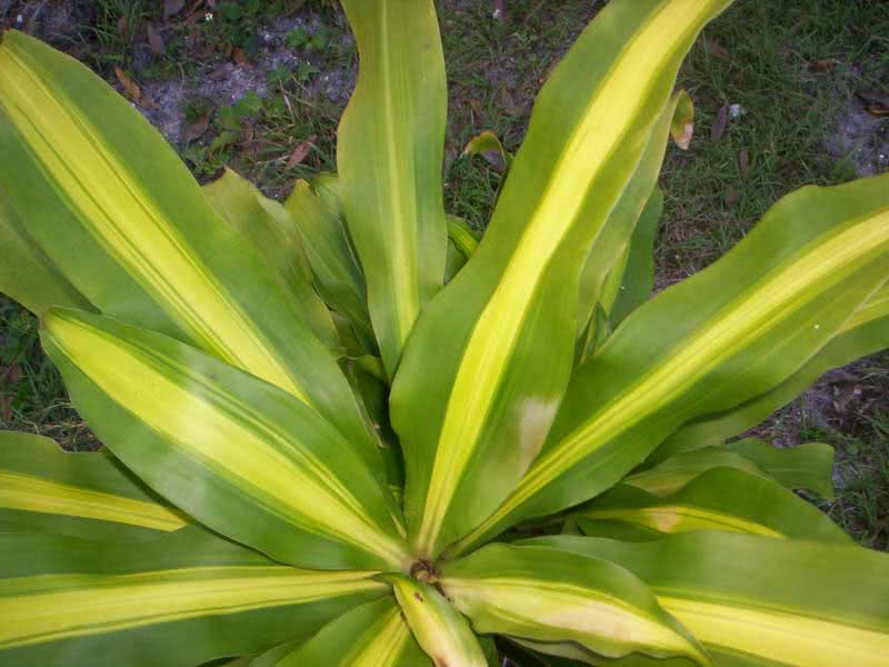 Dracaena fragrans / mirisna dracaena (deremenskaya ili deremskaya)