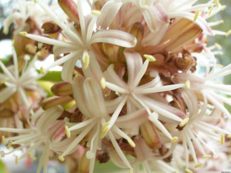 Dracaena fragrans / duftende dracaena (deremenskaya eller deremskaya)