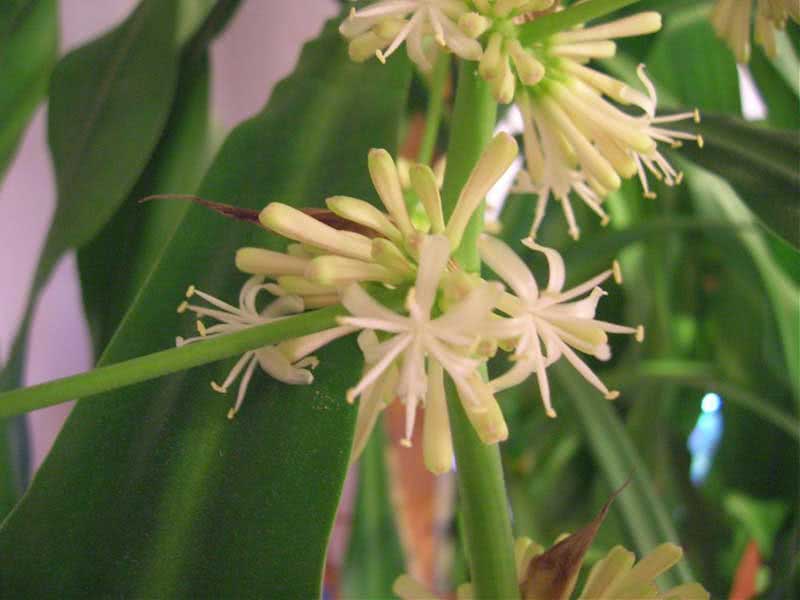 Dracaena fragrans / duftende dracaena (deremenskaya eller deremskaya)