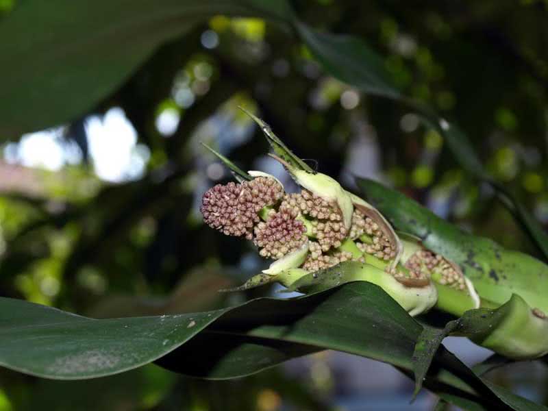 Dracaena goldieana / Dracaena Golden