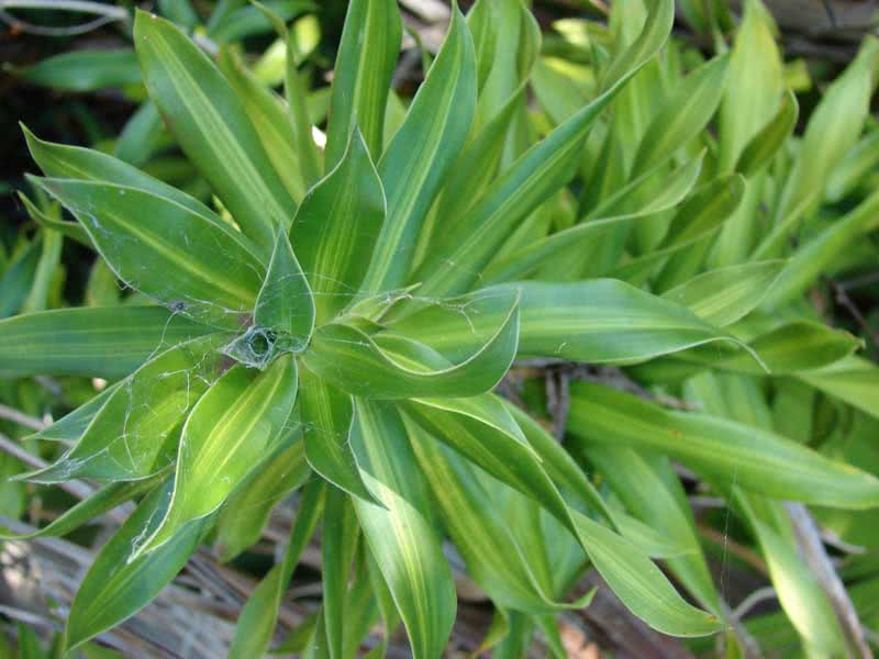 Dracaena reflexa / dracaena utfoldet seg