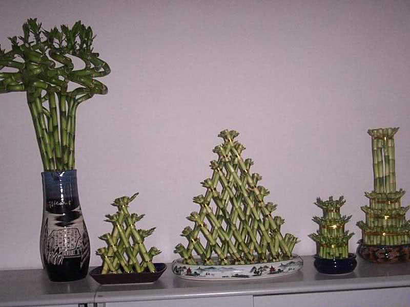 Dracaena sanderiana / Dracaena Sandera