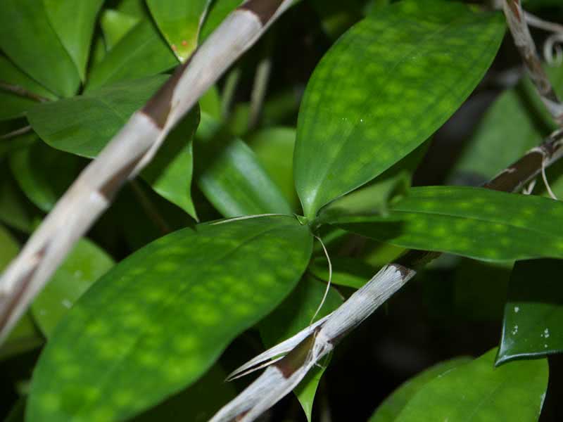 Dracaena surculosa / dracaena skyter