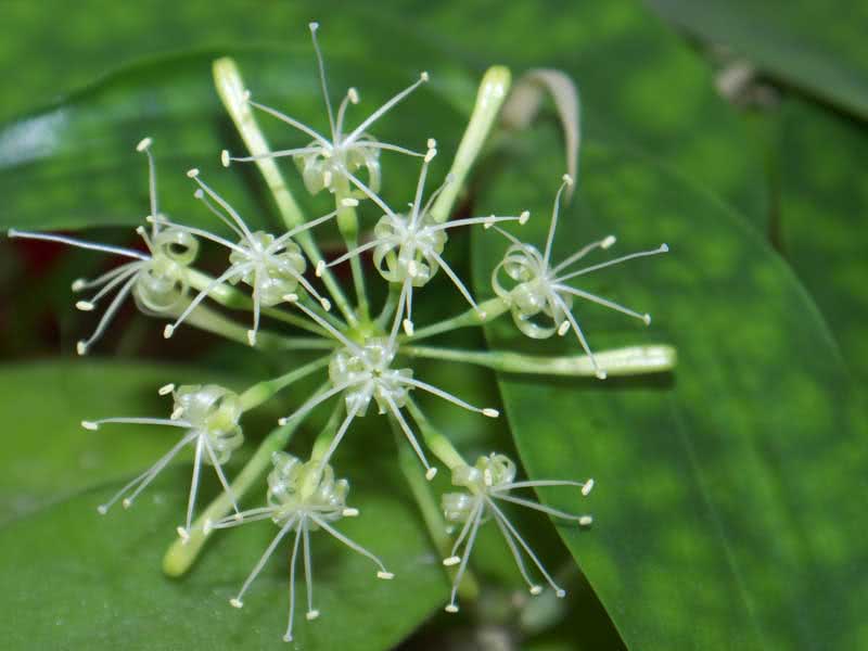 Dracaena surculosa / dracaena skyter