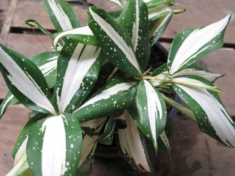 Dracaena surculosa / dracaena skyter