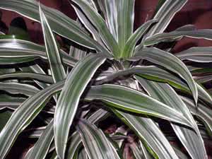 Dracaena