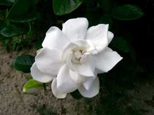 Gardenia