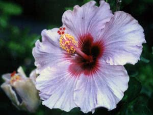 Hibiskus