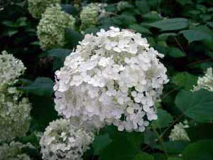 Hortensia