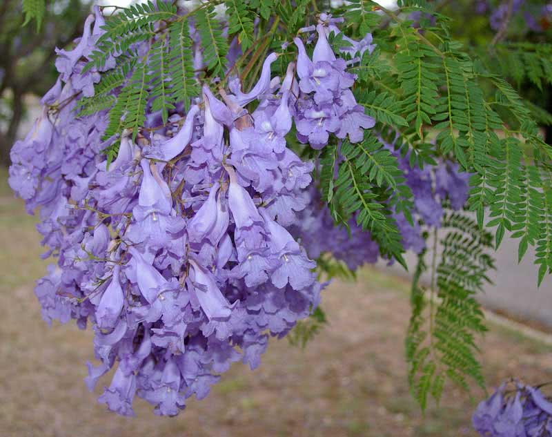 Jacaranda mimosifolia (ovalifolia) / jacaranda mimosoliferous (oval-leaved)