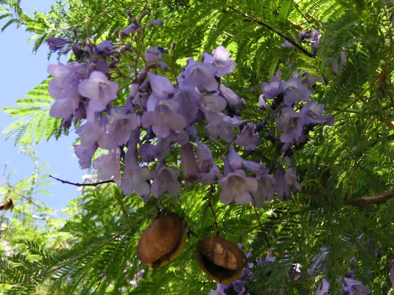 Jacaranda mimosifolia (ovalifolia) / jacaranda mimosoliferous (oval-leaved)