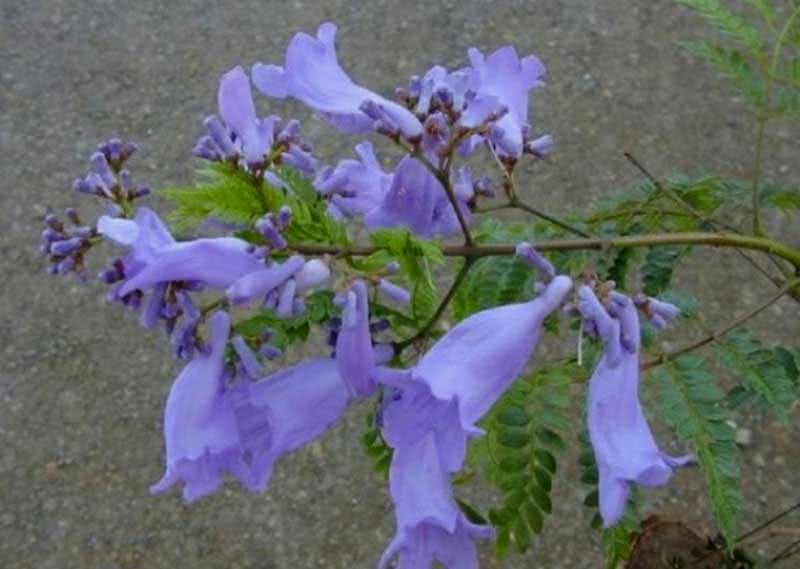 Jacaranda mimosifolia (ovalifolia) / jacaranda mimosoliferous (oval-leaved)