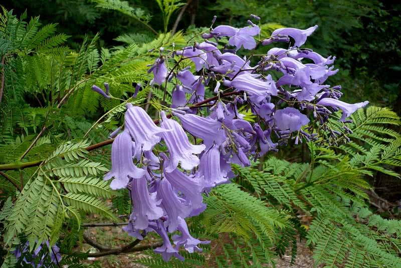 Jacaranda mimosifolia (ovalifolia) / jacaranda mimosoliferous (oval-leaved)