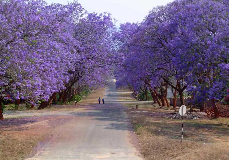 Jacaranda mimosifolia (ovalifolia) / jacaranda mimosoliferous (oval-leaved)