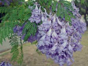 Jacaranda