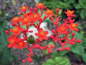 Jatropha