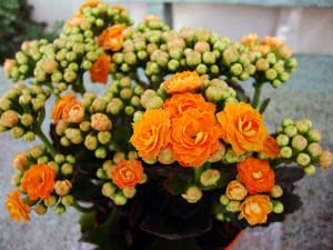 Kalanchoe