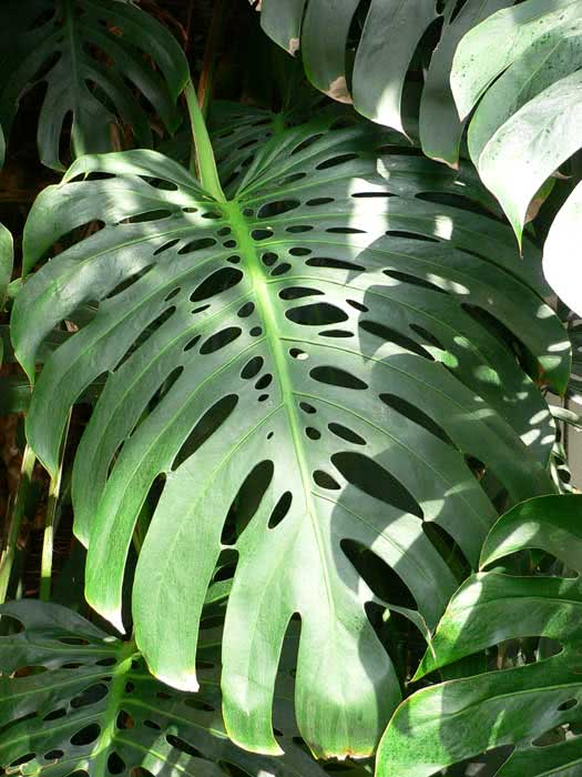 Monstera deliciosa / monstera gurman