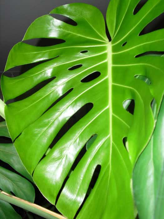 Monstera deliciosa / monstera gourmet