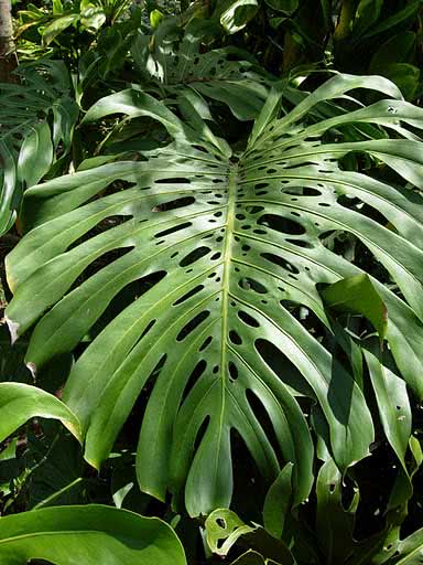 Monstera deliciosa / monstera gourmet