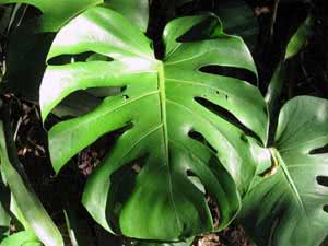 Monstera