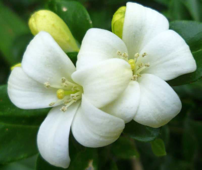 Murraya paniculata / Muraya paniculata