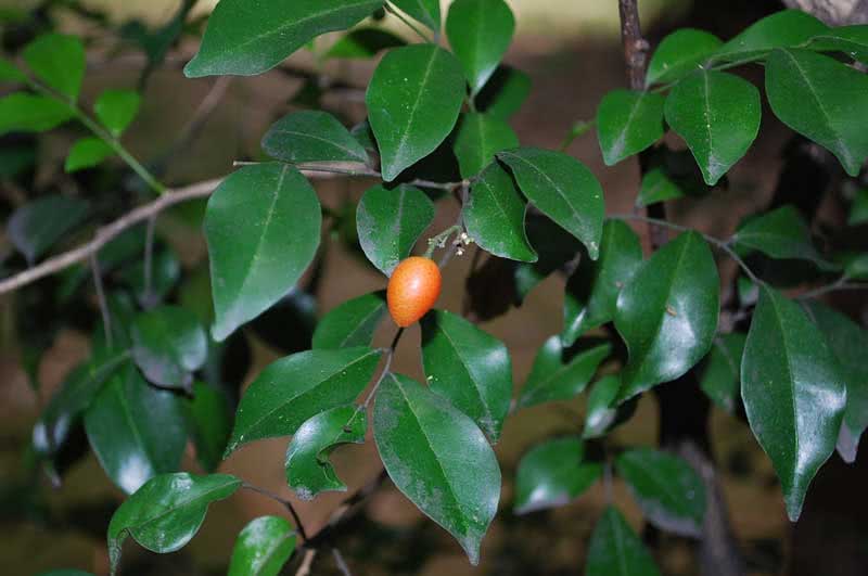 Murraya paniculata / Muraya paniculata