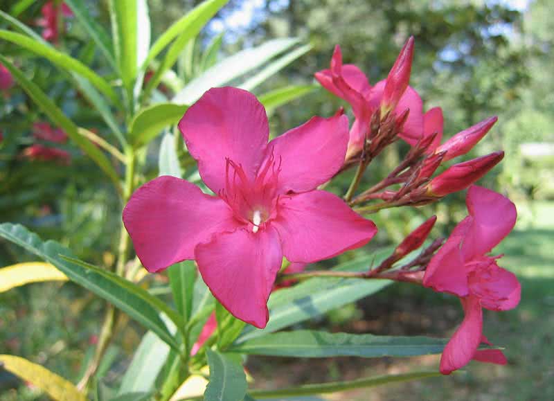 Nerium oleander (odorum ili indicum) / uobičajeni oleander (mirisni ili indijski)