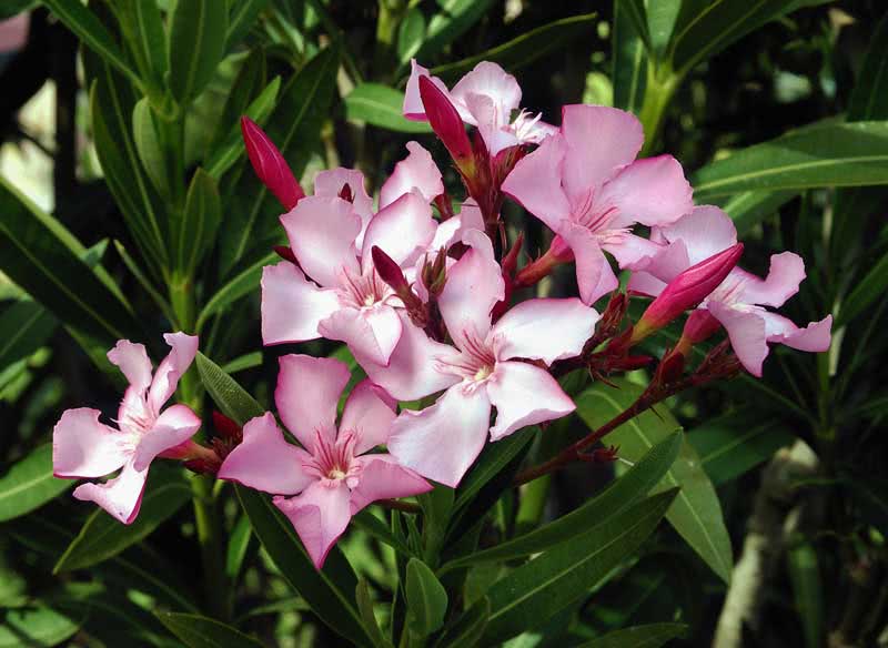 Nerium oleander (odorum eller indicum) / vanlig oleander (duftende eller indisk)